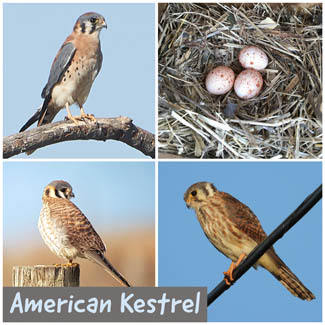 American Kestrel